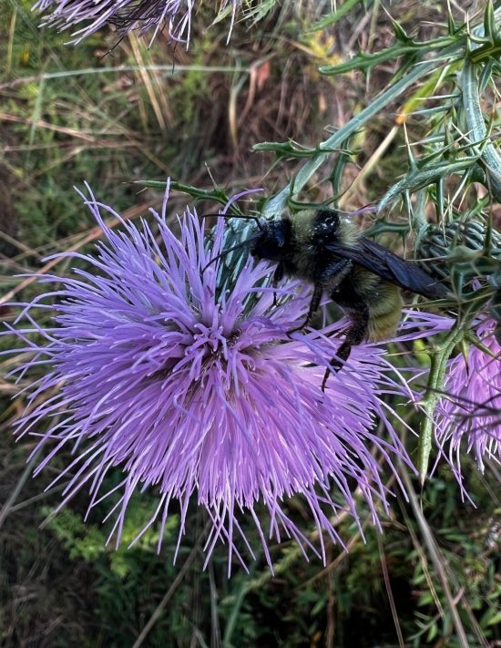 American Bumblebee